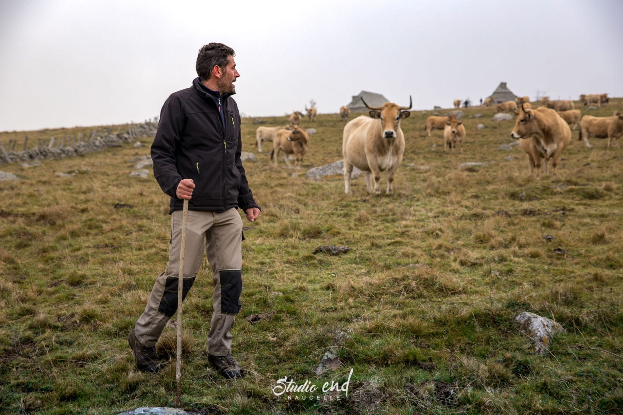 Agriculteur et ses vaches, reportage pour les professionnels en Aveyron